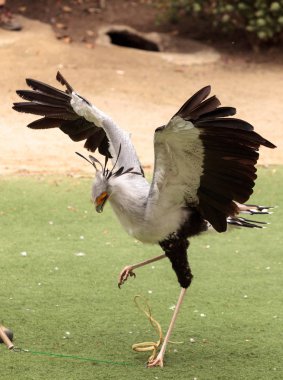 Secretarybird yay serpentarius