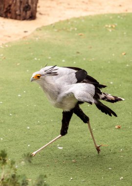 Secretarybird yay serpentarius