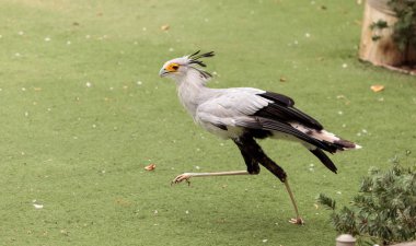 Secretarybird yay serpentarius