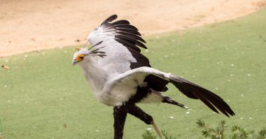 Secretarybird yay serpentarius