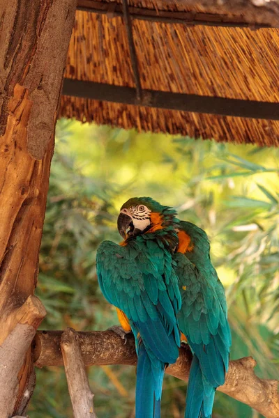 Синий и желтый ара-птица по имени Ара Арауна — стоковое фото