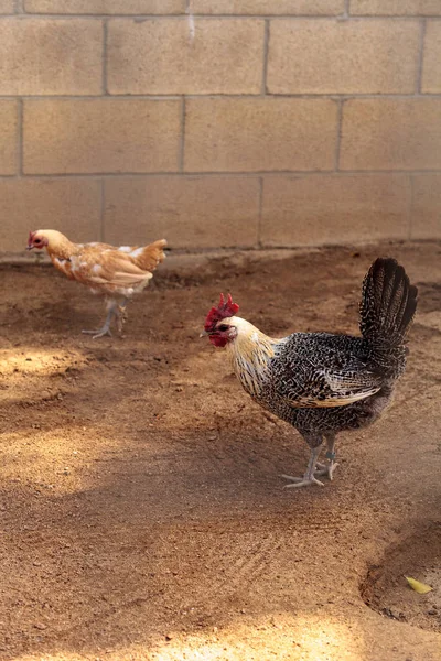 Vit och svart Brahma tupp kyckling — Stockfoto