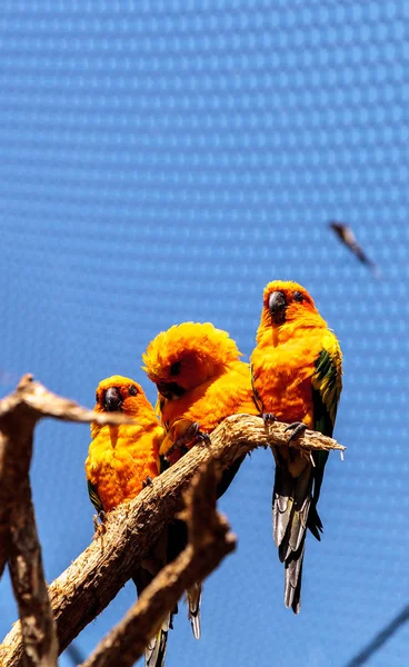 Sun conure parakeet Aratinga solstitialis — Stock Photo, Image