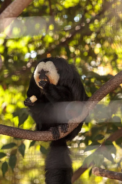 Samec White-faced Saki Pithecia pithecia — Stock fotografie