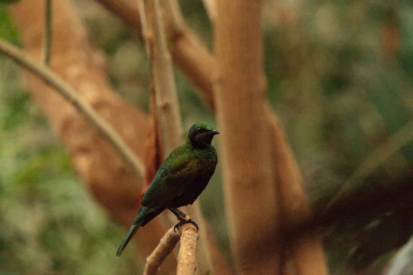 Pássaro estrelado de esmeralda conhecido como íris Lamprotornis — Fotografia de Stock