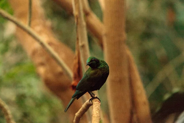 Pássaro estrelado de esmeralda conhecido como íris Lamprotornis — Fotografia de Stock