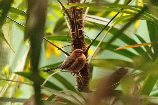 Female purple grenadier bird Granatina ianthinogaster