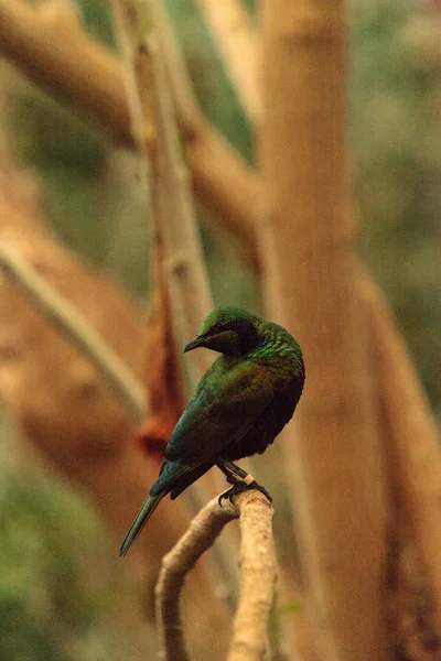 Smaragd seregély madár néven Lamprotornis iris — Stock Fotó