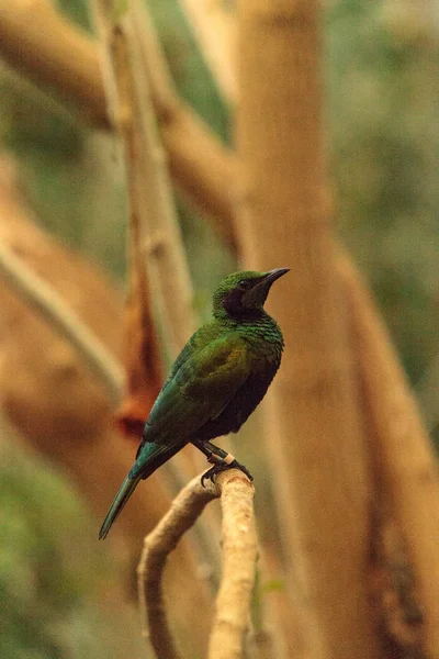 Smaragd seregély madár néven Lamprotornis iris — Stock Fotó
