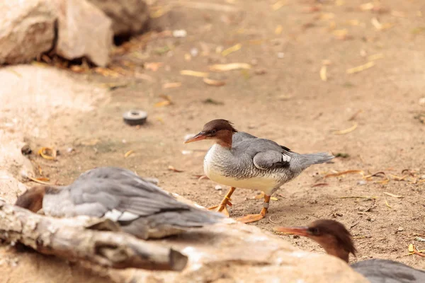 Merganser Mergus squamatus feminino de lado escamoso — Fotografia de Stock