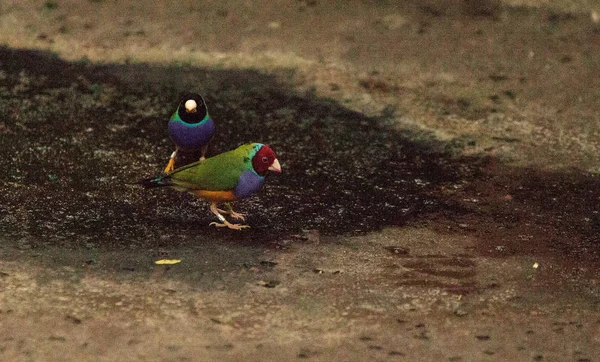 Gouldian のフィンチ erythrura gouldiae — ストック写真