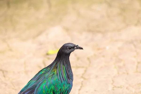 니코바르 비둘기 라는 Caloenas nicobarica — 스톡 사진