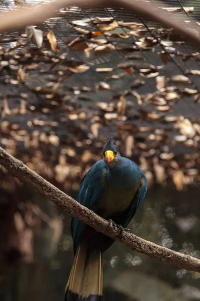 Большая голубая турако-птица, Corythaeola cristata — стоковое фото