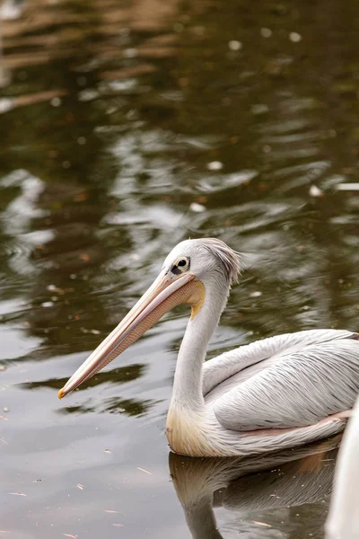 Great white pelican, Pelecanus onocrotalus — Stock Photo, Image