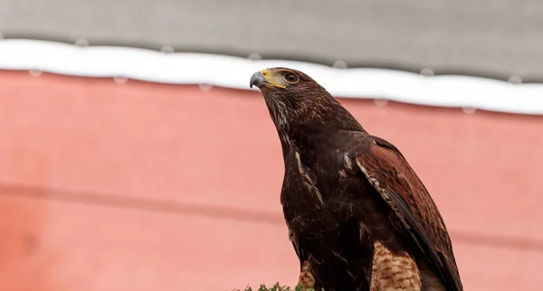 Harris Hawk Parabuteo unicinctus — Stock Photo, Image