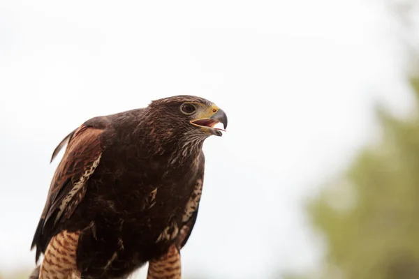 Harris Hawk Parabuteo unicinctus — Stockfoto