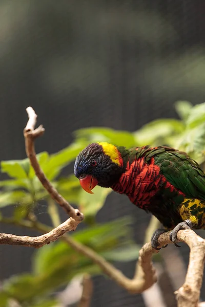 Rainbow lorikeet называется Trichoglossus moluccanus — стоковое фото