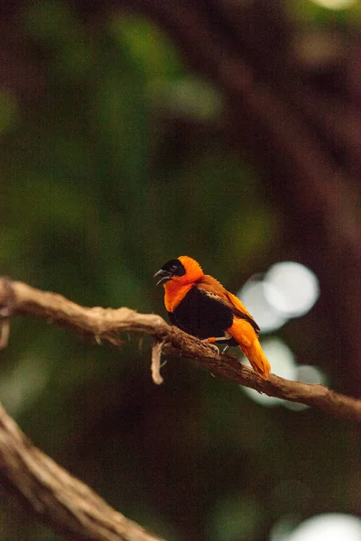 Mannelijke noordelijke rode bisschop Euplectes orde — Stockfoto