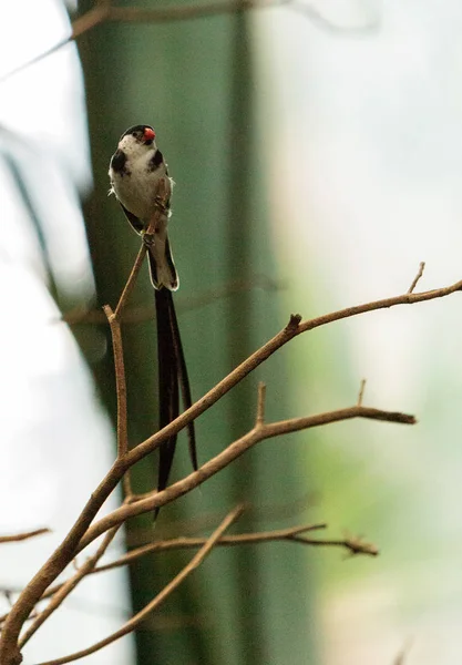 PIN kuyruklu Whydah kuş Vidua macroura — Stok fotoğraf