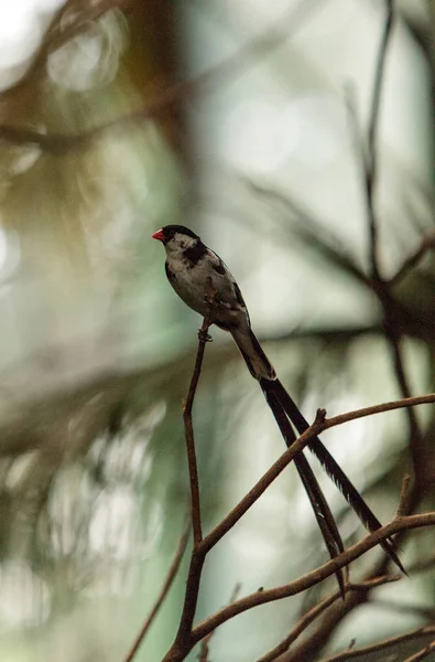 Булавохвостая пташка Видуа Макроура — стоковое фото