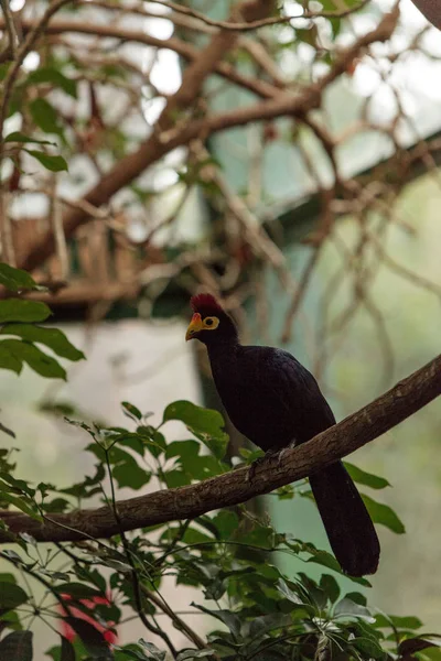 Росс Turaco птах Musophaga rossae — стокове фото