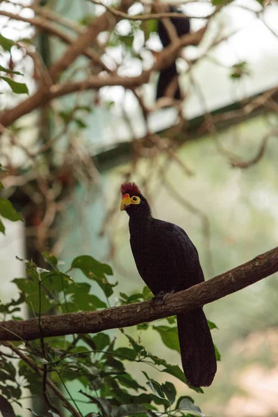 Росс Turaco птах Musophaga rossae — стокове фото