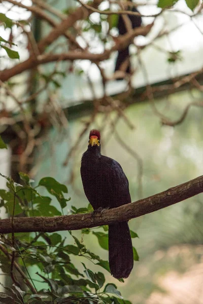 罗斯 Turaco 鸟 Musophaga rossae — 图库照片