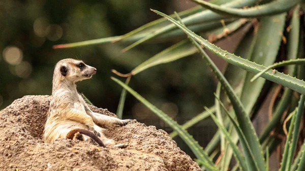 Suricata, suricata suricatta — Foto de Stock