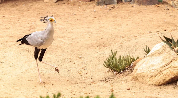 Secretarybird yay serpentarius