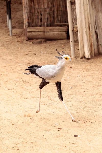 Secretarybird yay serpentarius
