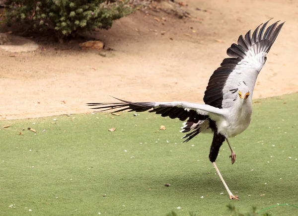 Secretarybird yay serpentarius