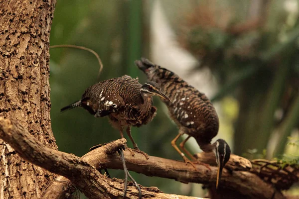 Zonneral vogel Eurypyga helias — Stockfoto