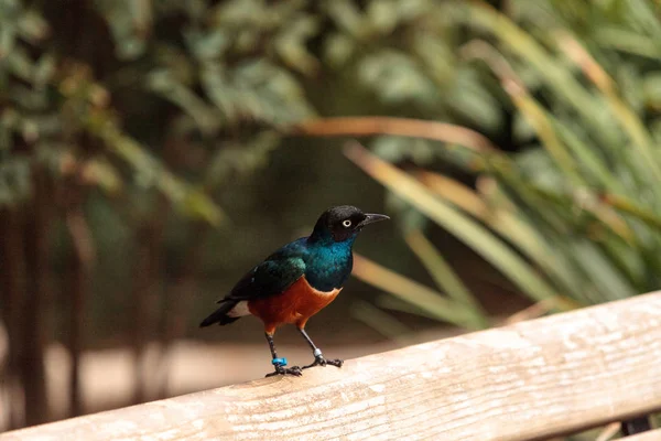 Driekleurige glansspreeuw genaamd Lamprotornis superbus — Stockfoto