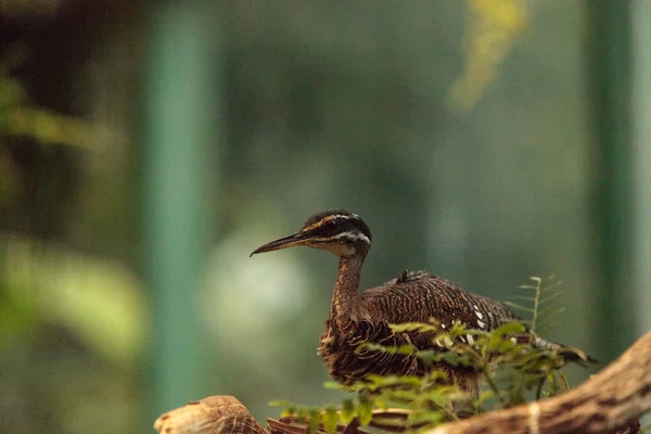 Краснопёрая птица Eurypyga helias — стоковое фото