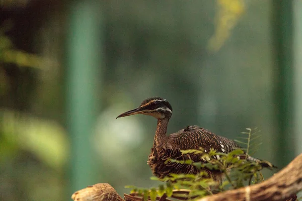 Sunbittern bird Eurypyga helias — Stock Photo, Image