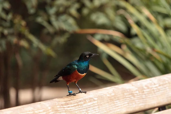 Lamprotornis 꽃 이라는 뛰어난 starling — 스톡 사진