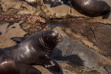 California deniz aslanı Zalophus californianus buzlu sunning