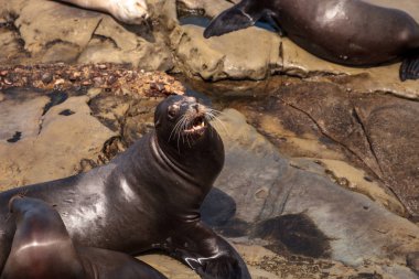 California deniz aslanı Zalophus californianus buzlu sunning