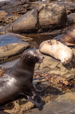 California deniz aslanı Zalophus californianus buzlu sunning
