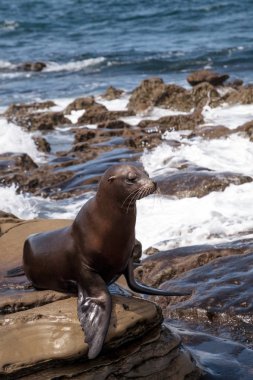California deniz aslanı Zalophus californianus buzlu sunning