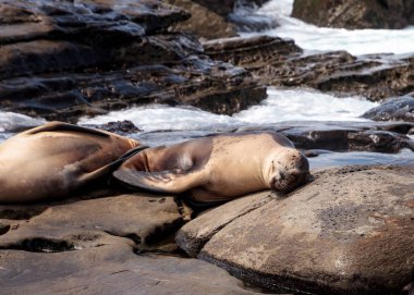 California deniz aslanı Zalophus californianus buzlu sunning