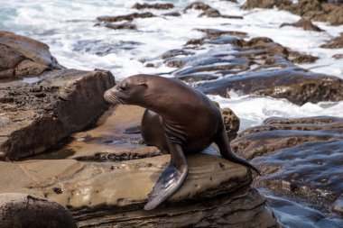 California deniz aslanı Zalophus californianus buzlu sunning