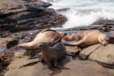 California deniz aslanı Zalophus californianus buzlu sunning