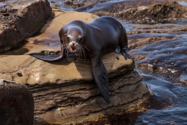 California deniz aslanı Zalophus californianus buzlu sunning