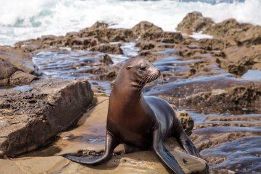 California deniz aslanı Zalophus californianus buzlu sunning