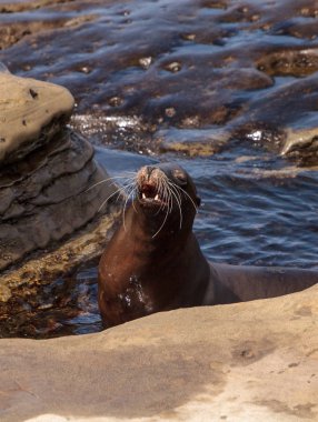 California deniz aslanı Zalophus californianus buzlu sunning