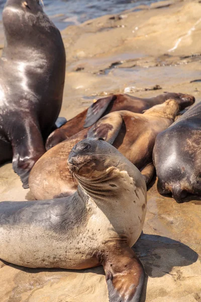 California lobo marino Zalophus californianus tomando el sol en las rocas —  Fotos de Stock