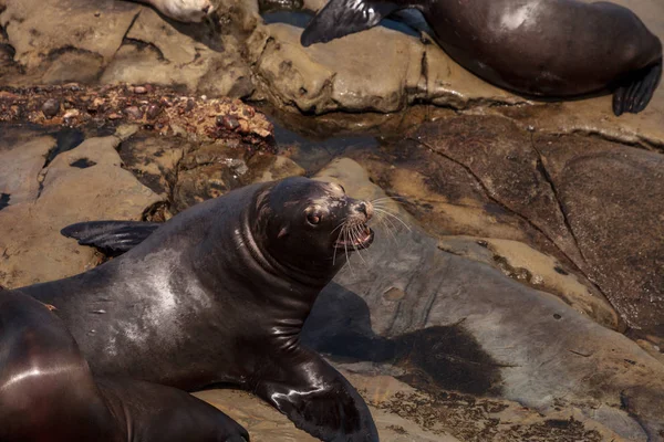 California deniz aslanı Zalophus californianus buzlu sunning — Stok fotoğraf