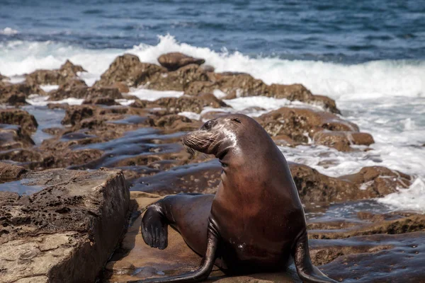California deniz aslanı Zalophus californianus buzlu sunning