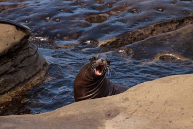 California deniz aslanı Zalophus californianus buzlu sunning